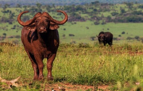 kidepo valley national park kidepo valley national park