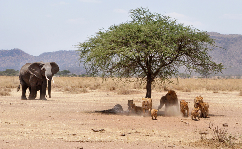 Tanzania safaris Tours