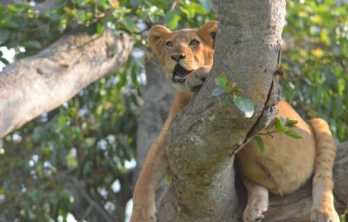 uganda safaris