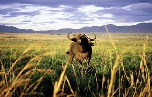 4 Days Kidepo Valley National Park Excursion 4 Days Kidepo Valley National Park Excursion