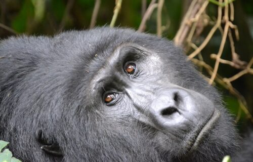8 Days Uganda Rwanda Safari Uganda Rwanda Safari