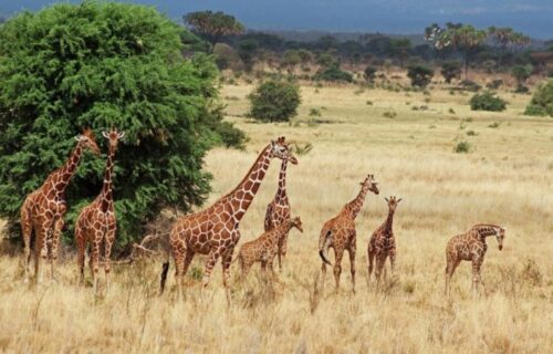 Aberdare National park Aberdare National park