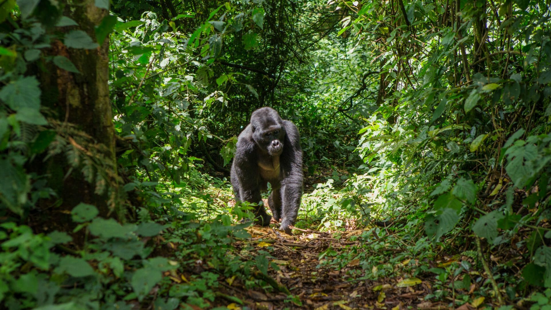 13 Days Uganda Wildlife Safari | Bwindi Impenetrable National Park
