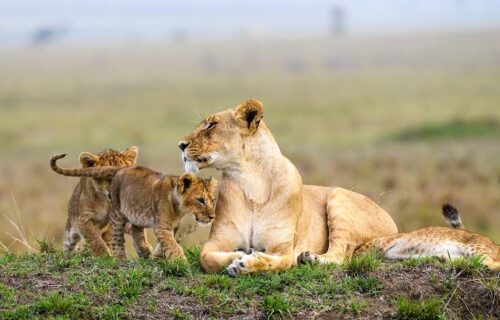 Maasai Mara National Reserve Maasai Mara National Reserve
