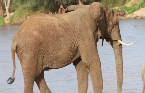 samburu national reserve samburu national reserve