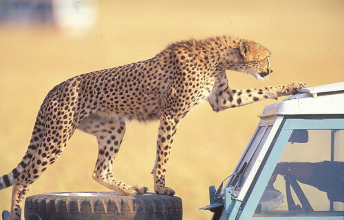 12 Days Kenya Tanzania Safari 12 Days Kenya Tanzania Safari