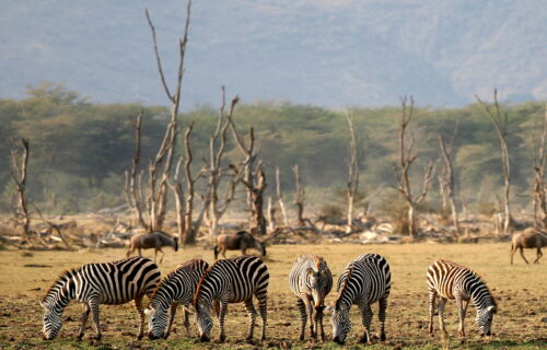 Lake Manyara National Park Lake Manyara National Park