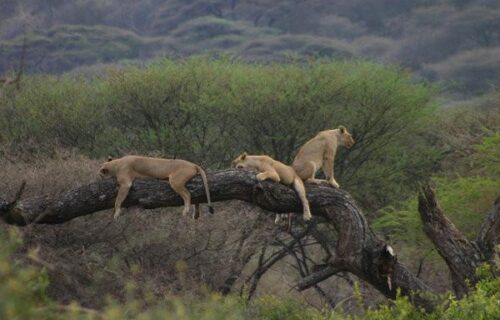 Lake Manyara Park Lake Manyara National Park