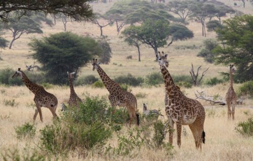 Tarangire National Park Tarangire National Park