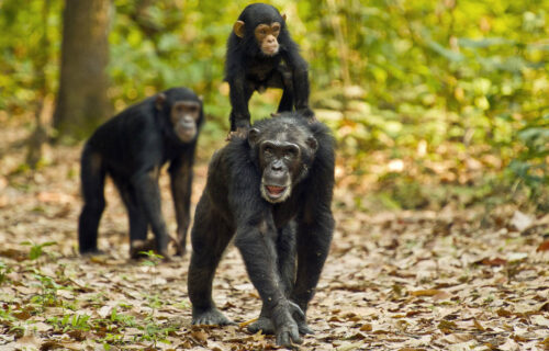 Gombe Stream National Park Gombe Stream National Park