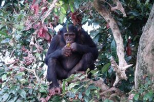 Chimpanzee tracking in Uganda