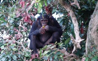 Chimpanzee tracking in Uganda