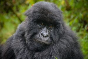 Gorilla Trekking Safari to Bwindi