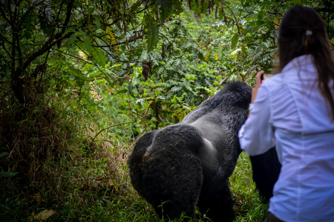 Gorilla Trekking Safari