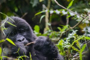 Mountain Gorillas