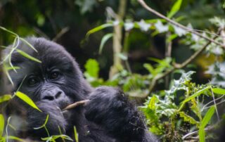 Mountain Gorillas