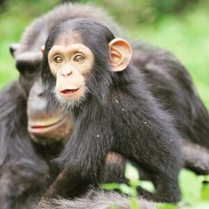 Ngamba Island Chimpanzee Sanctuary