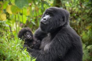 Rwanda safaris - Gorilla Trekking Trips