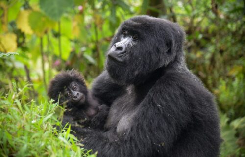 Rwanda safaris - Gorilla Trekking Trips