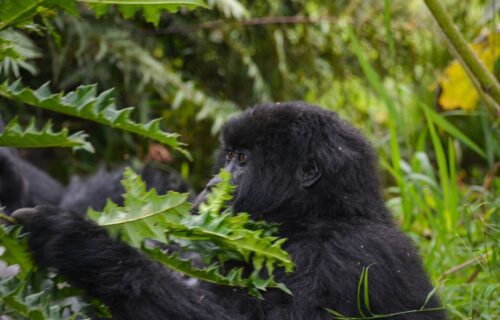 Uganda Gorilla Safari Uganda Gorilla Safari