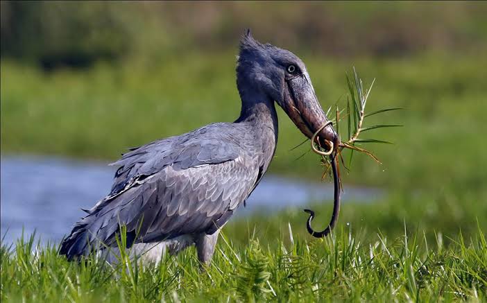 Birding in Uganda