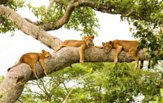 Ishasha sector - tree climbing lions | Explore Uganda