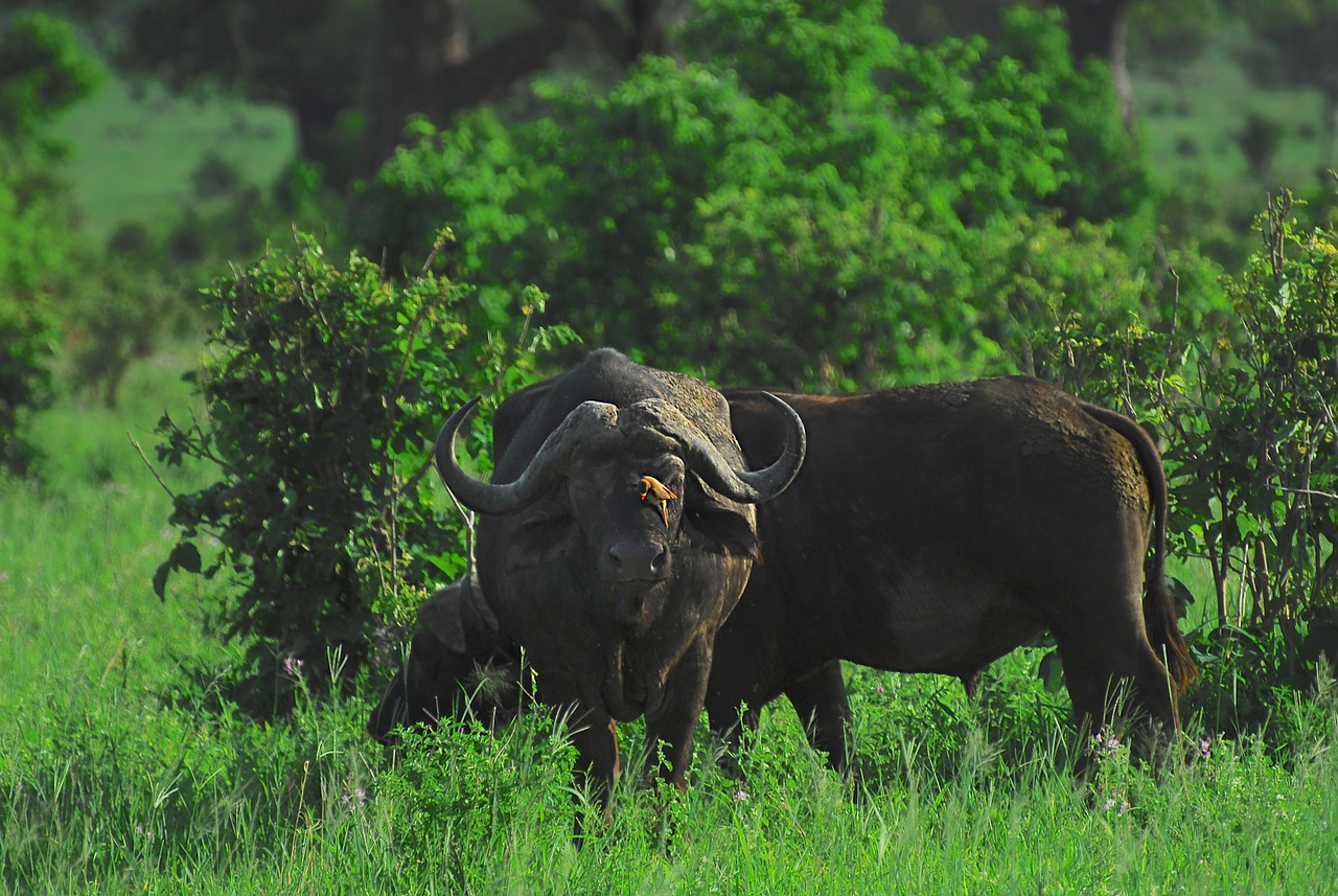 Ngorongoro Crater Tanzania | 10 Days Tanzania Wildlife Tour