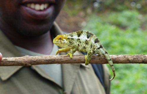 chameleon-818678_1280 chameleon-818678_1280