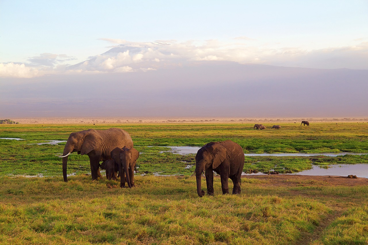 10 days Kenya and Tanzania safari