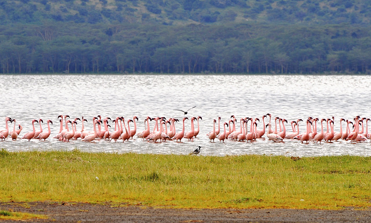 Lake Nakuru