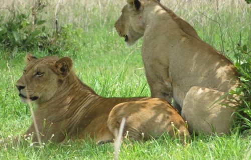 lion-5913152_1280 lion-5913152_1280