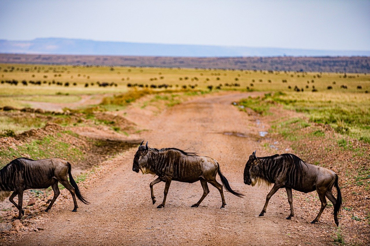 10 days Kenya and Tanzania safari