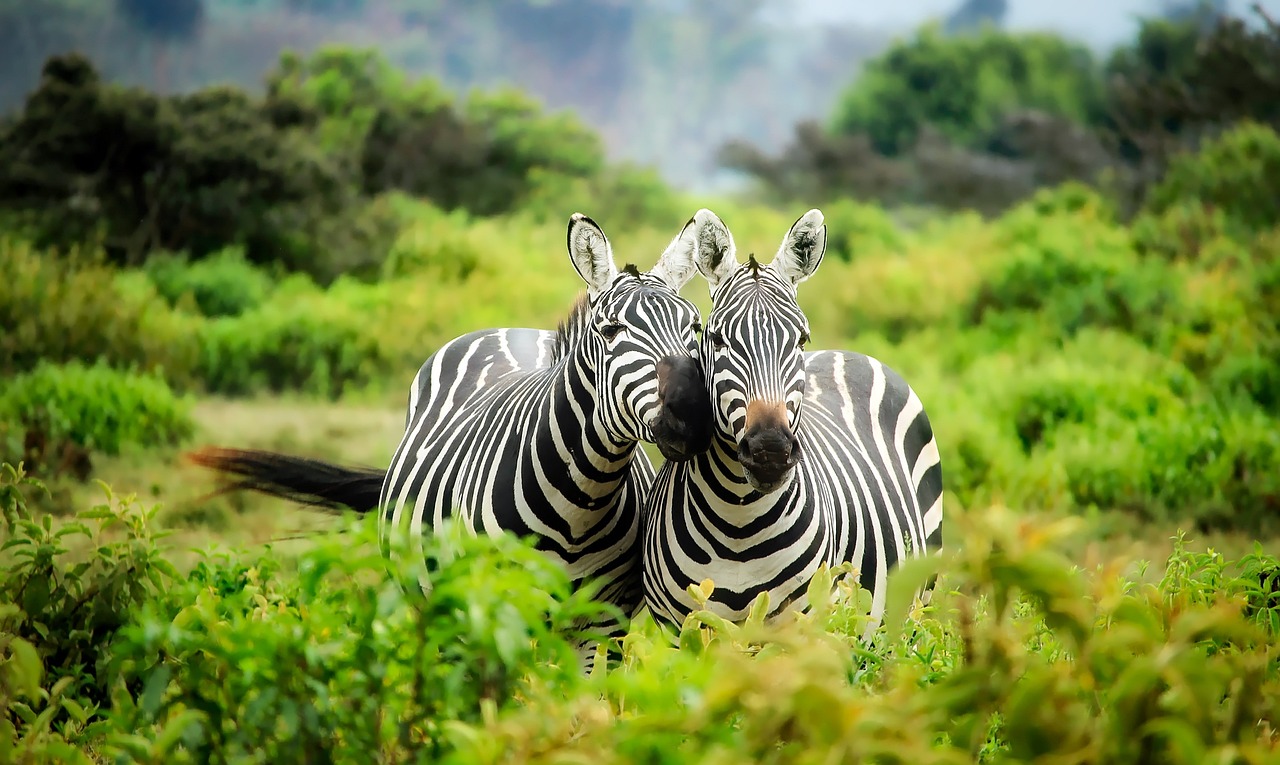 10 days Kenya and Tanzania safari