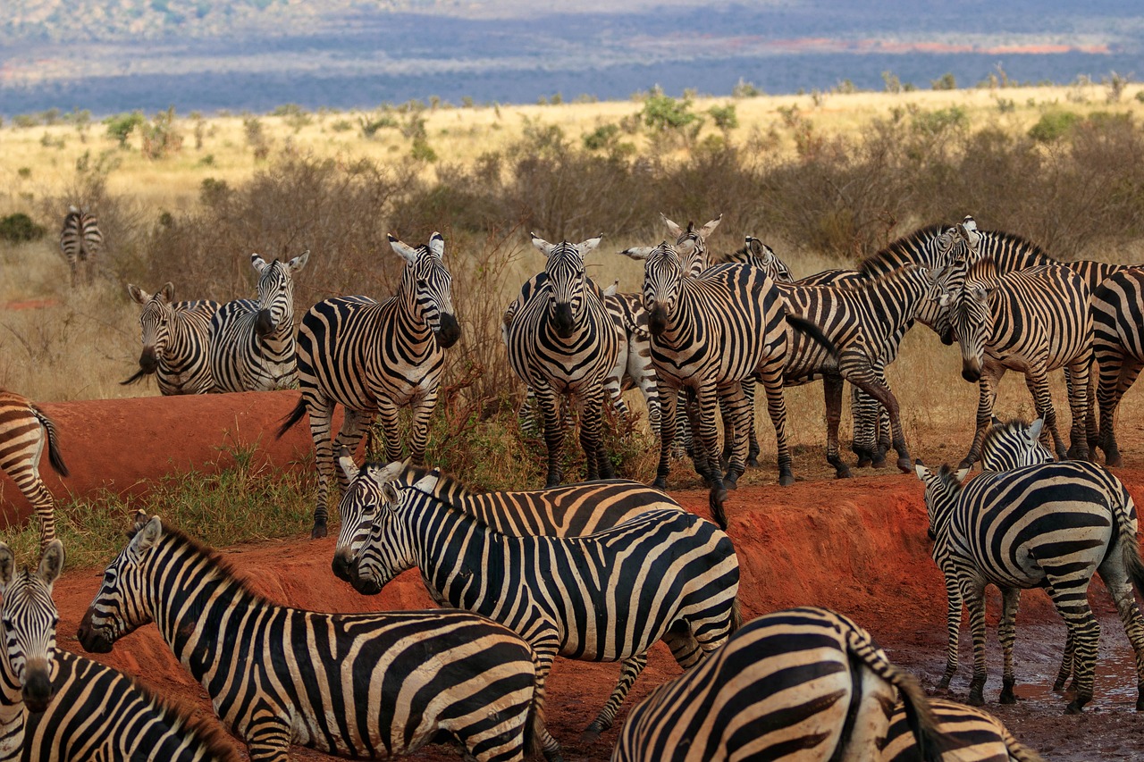 15-Day Kenya Uganda Safari