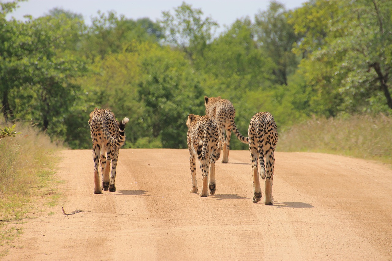 Cheetah: The World's Fastest Land Animal