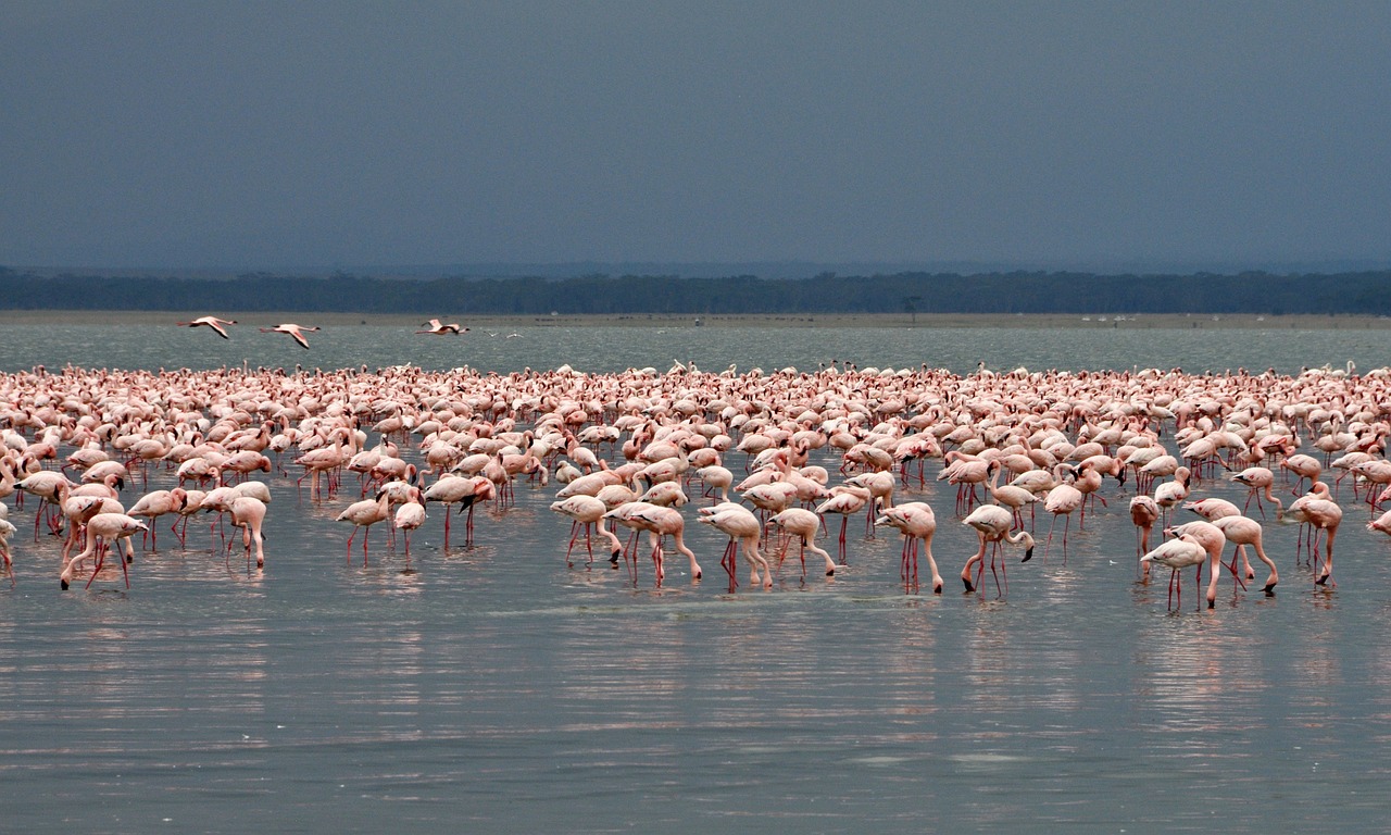 15-Day Kenya Uganda Safari