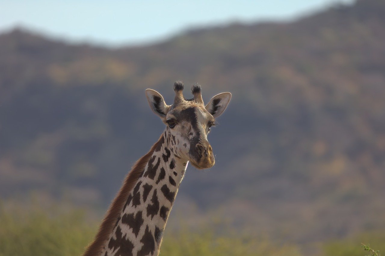 Manyara Giraffe