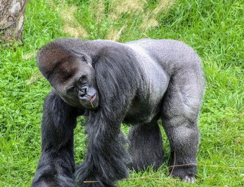 UGANDA GORILLA TREKKING SAFARI & WILDLIFE ADVENTURE