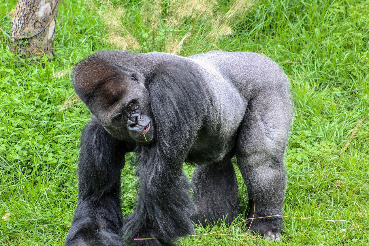 Silverback Gorilla | 5-Day Uganda Chimpanzee Gorilla Habituation Safari