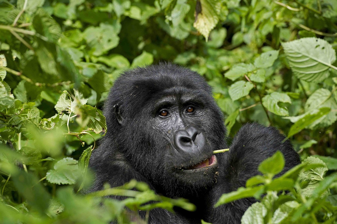 Mgahinga Gorilla National Park