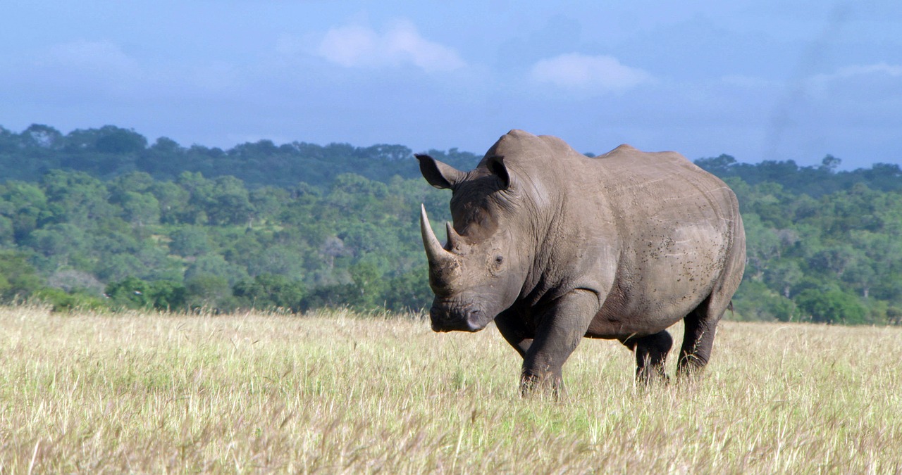 Rhino | Unforgettable Wildlife Tours & Holidays