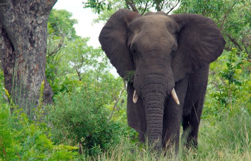 Luxury Big Five Safari Uganda