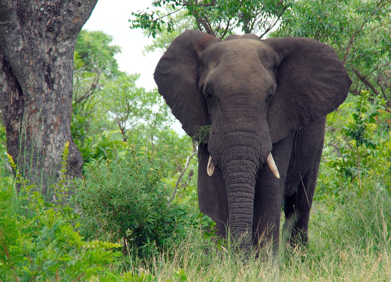 Elephants in Africa