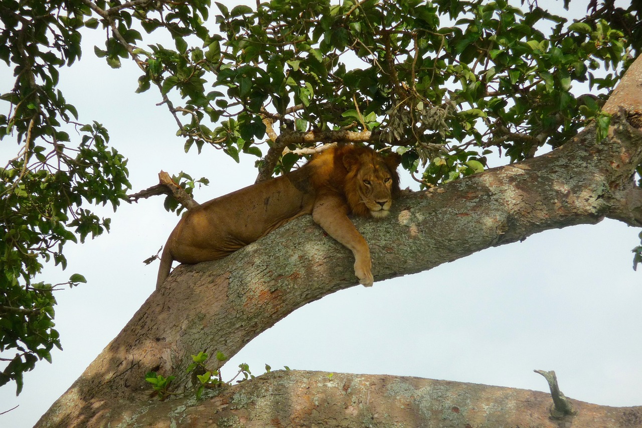 Uganda Safaris | Unforgettable Wildlife Tours & Holidays