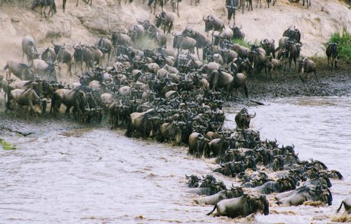 water-3093341_1280 Great Wildebeest Migration in Serengeti National Park