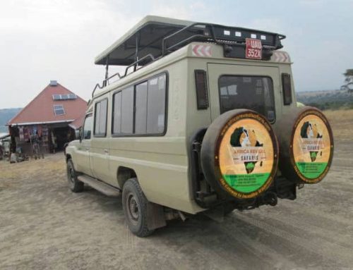 Unforgettable Gorilla Trekking Experience