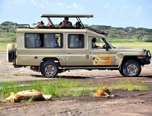 The Ultimate Big Five Safari