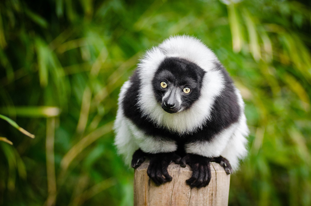 Mantadia National Park Madagascar