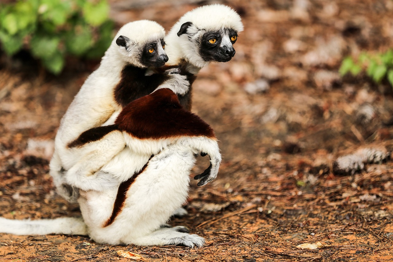 Madagascar southern tour