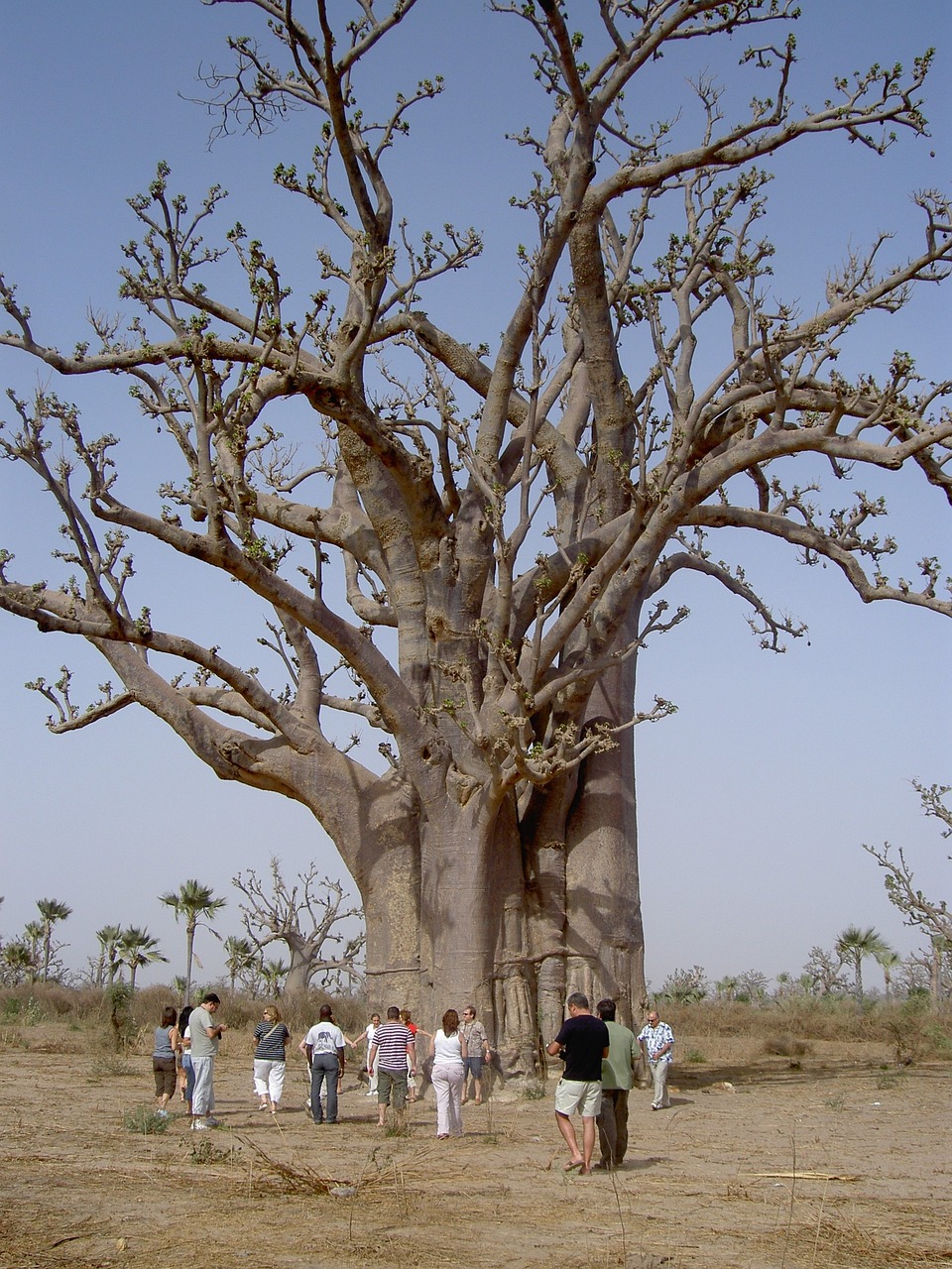 Avenue of the Baobabs Madagascar